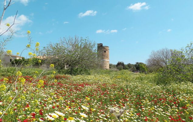 Son Perot - Photo 32