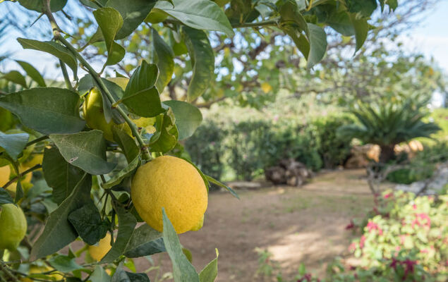 Can Verdal - Photo 34