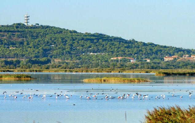 La Palme d'Or - Photo 24